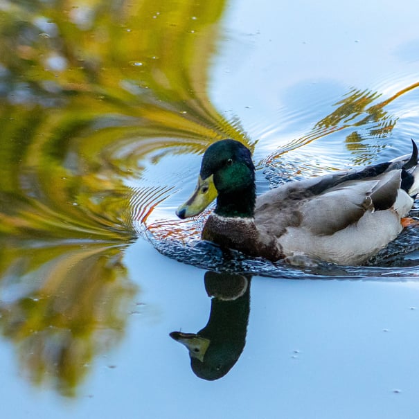 A solitary duck swimming accross the frame, on silky smooth water