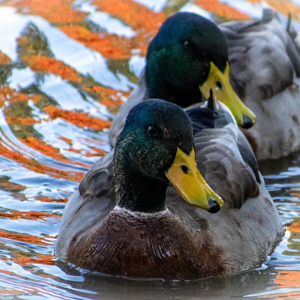 A of ducks, swimming towards the photographer, autumn colours reflected in the water