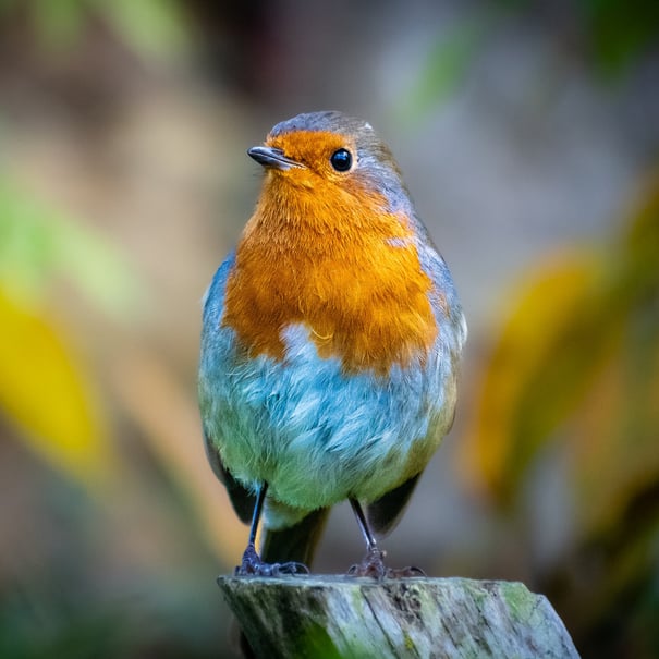 A Robin posing on top of a wooden post