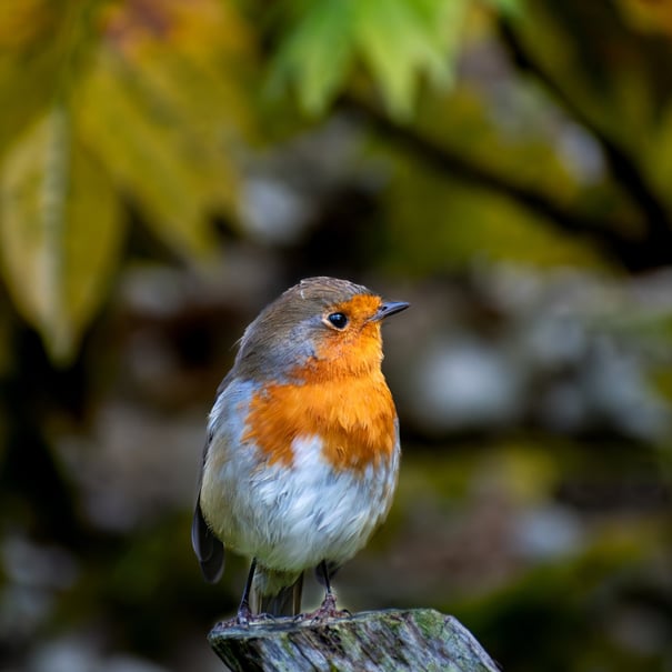 A Robin with a bright chest looking towards the right of the frame, perched on to of a wooden post