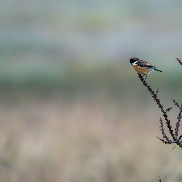 Brambling sitting on a hawthorn looking out over Rye Harbour Nature Reserve