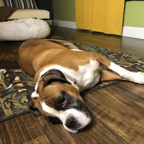 Doggie Day Care San Leandro Ca Home-Based Dog Boarding & Pet Care | San Leandro | Dog Boarding and Pet