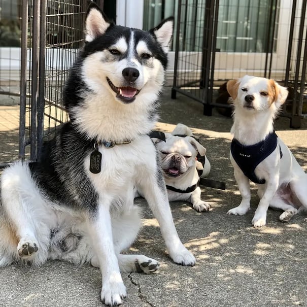 Doggie Day Care San Leandro Ca Home-Based Dog Boarding & Pet Care | San Leandro | Dog Boarding and Pet