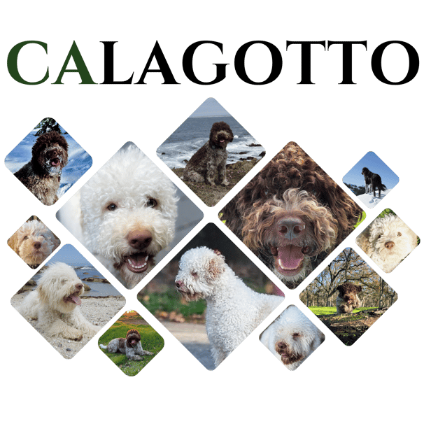 CALAGOTTO logo