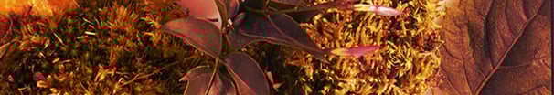 Chypre Ingredients