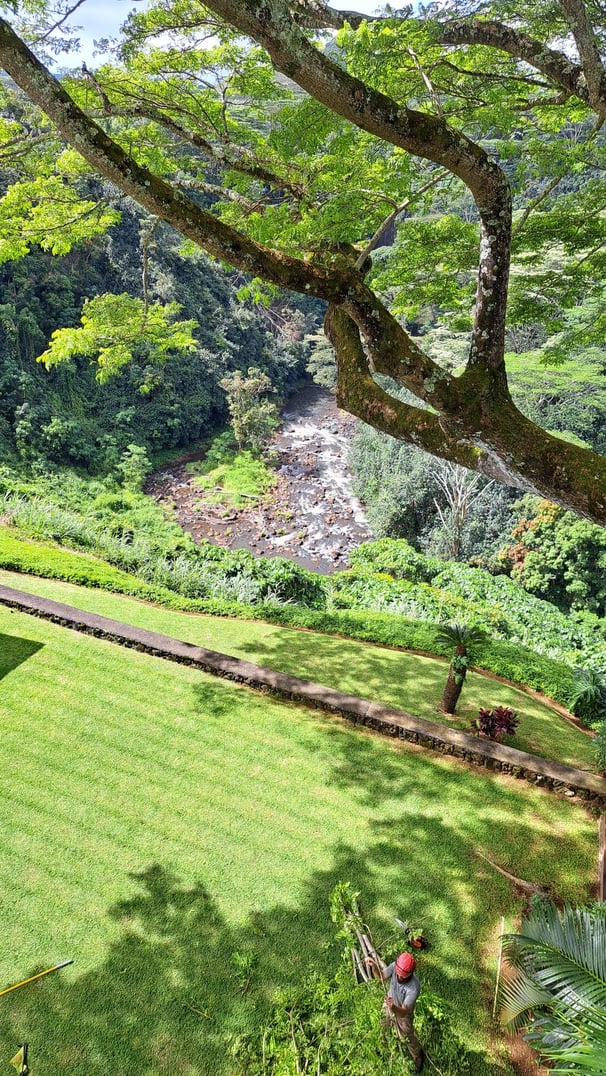 climbing a large tree high above a river