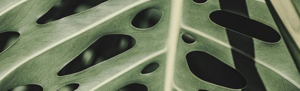 Mature Monstera leaf with holes