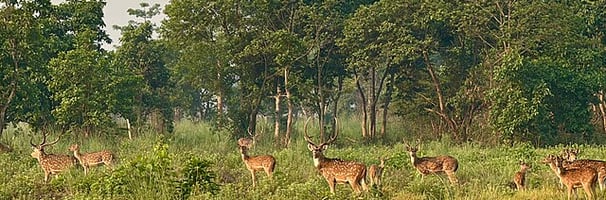 Spotted deers at Chitwan National Park - Nepal tour package