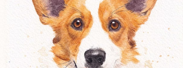 zoom sur une aquarelle de chien corgi