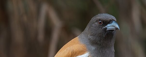 Bird in Ranthambore - North India tour package
