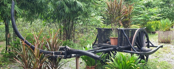 Oxen Cart