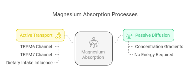 Magnesium absorption process