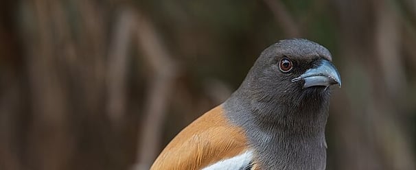 Bird in Ranthambore - North India tour package