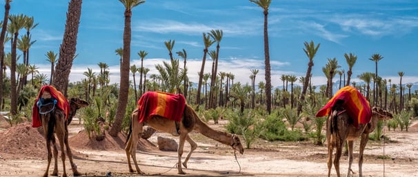 quad and camel tour