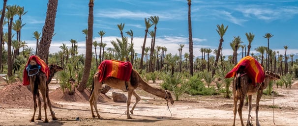 quad and camel tour