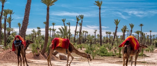 quad and camel tour