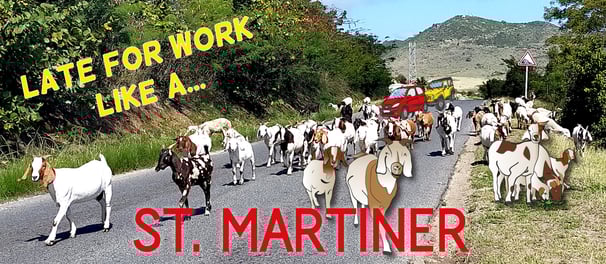 Goats! The St Martiner