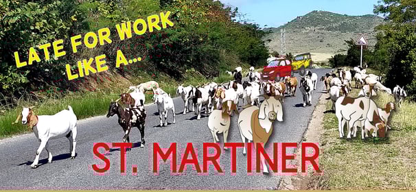 Goats! The St Martiner