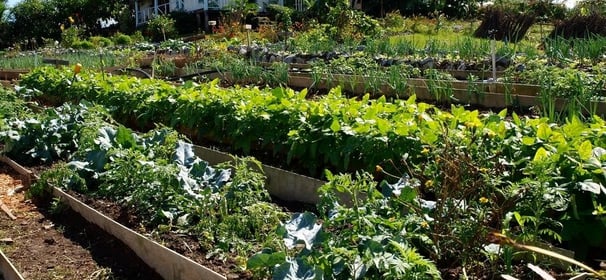 asesoría cultivos y fincas ecológicas, finca biodinámica, asesoria permacultura, agroecología