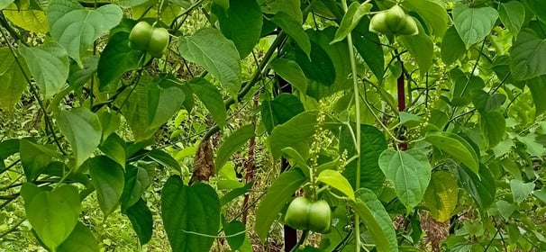 asesoría agricultura ecológica- biodinámica, cultivo super alimentos, producción ecológica, agro