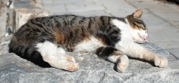 a grey, white and black cat sleeps on a stone