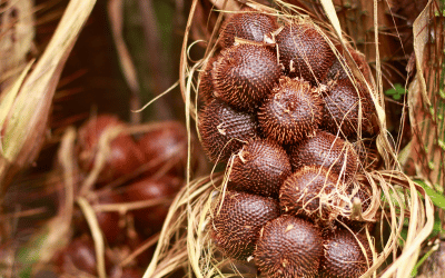 Salak pondoh sleman yogyakarta