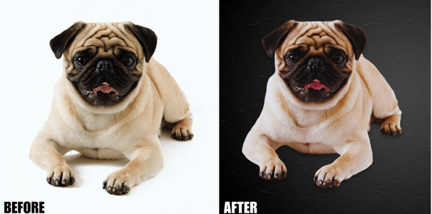 animal-creative-editing