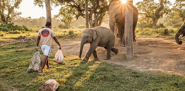 Elephant breeding centre Nepal - Nepal tour package