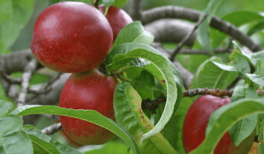 a bunch of apples are shown on a tree branch