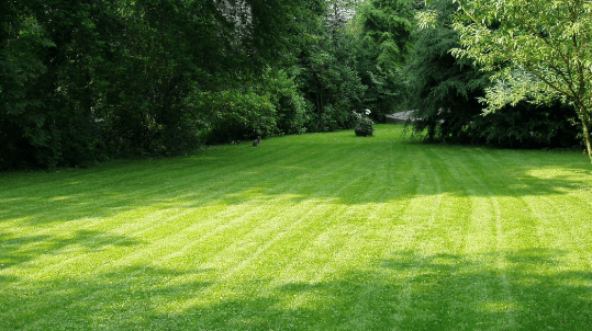 a large grassy field with a horse in the background