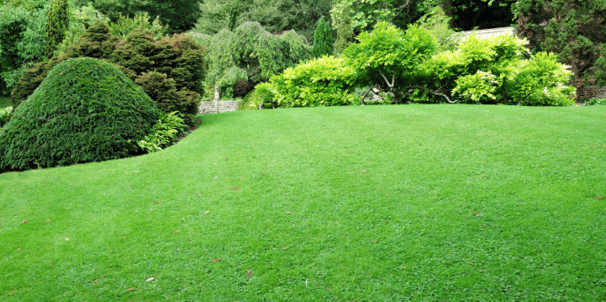 a lush green lawn with a lawn and trees