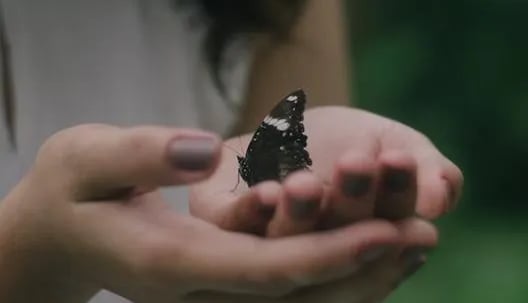 a woman holding a butterfly on her hands, resilient ecosystem, cuh2o,