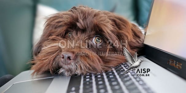 Pet