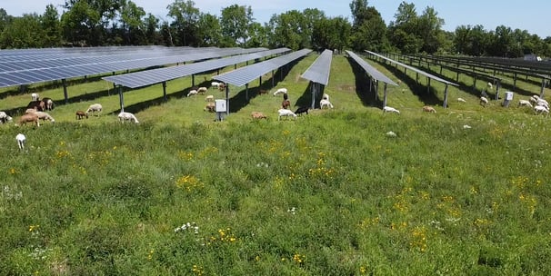 flock of sheep grazing under solar panels