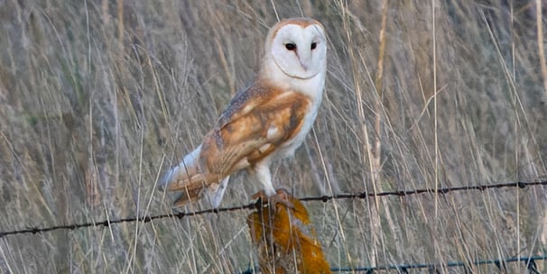 A Barn Owl on a fence at Rainham Marshes RSPB.