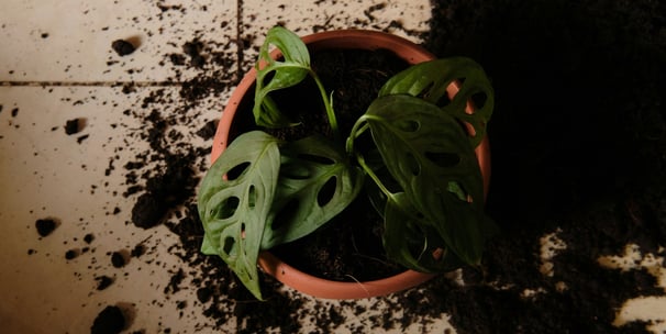 Monstera adansonii in pot with soil spilled