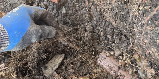 Tree roots in drain pipe