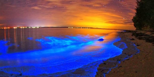 Bioluminescent Bay