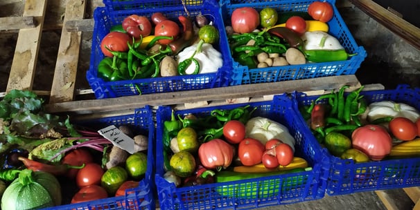Paniers de légumes bio