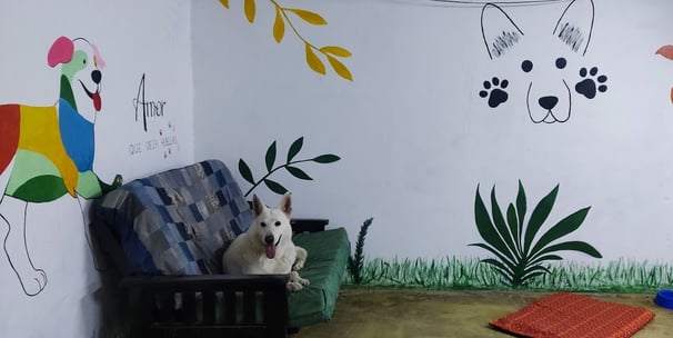 a dog sitting on a couch in a room