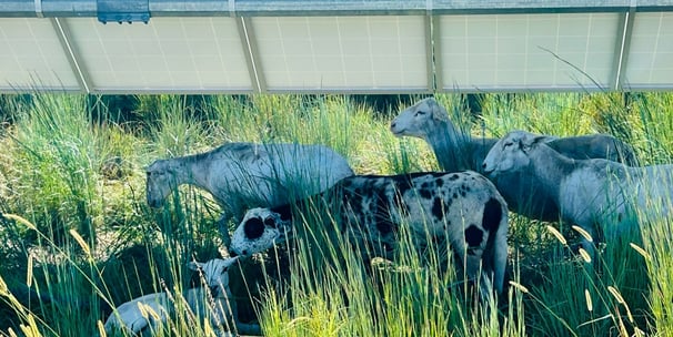 sheep grazing in the grass under a solar panel