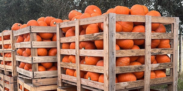 zucche feste eventi Halloween