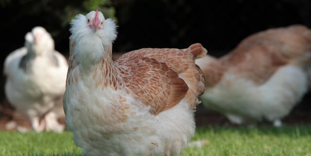 A beautiful Salmon Faverolles hen calmly standing on green grass