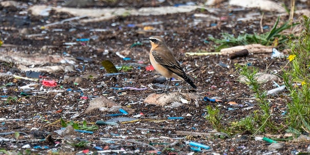 A Northern Wheatear among plastic debris washed ashore by the Thames.