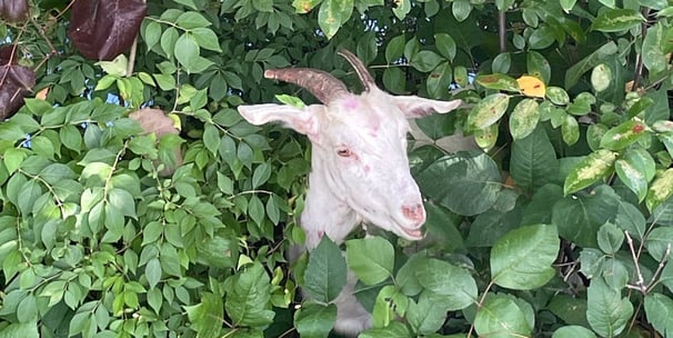 goat inside weeds eating unwated weeds