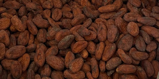 Criollo Classique — L’Équilibre Parfait