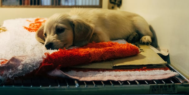 Chiot aux urgences vétérinaires à Bruxelles