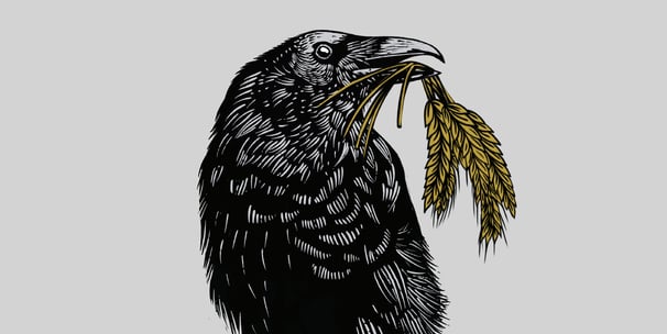 woodcut style illustration of a Crow carying barley plants