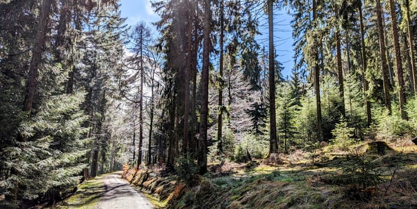 Feldberg Südseite im Frühling