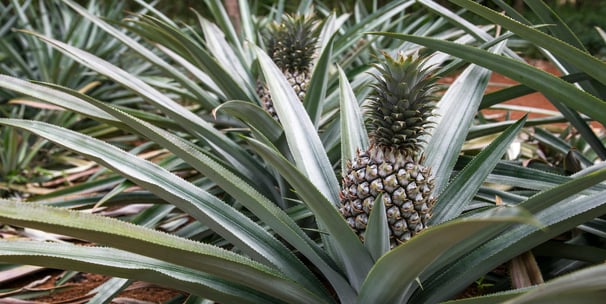 Champ d'ananas bio à N’Zérékoré par NIMBA AGRO BUSINESS.